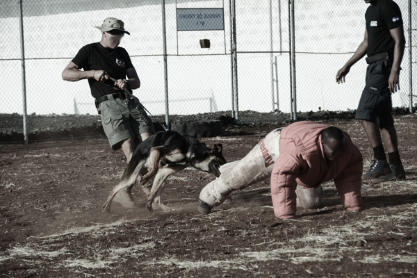K9