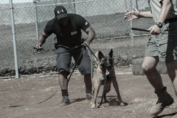 K9