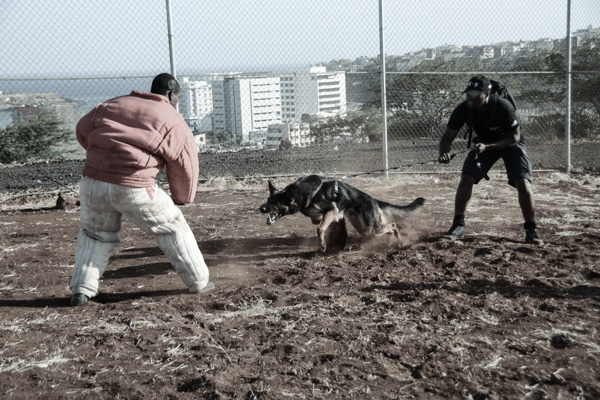 K9