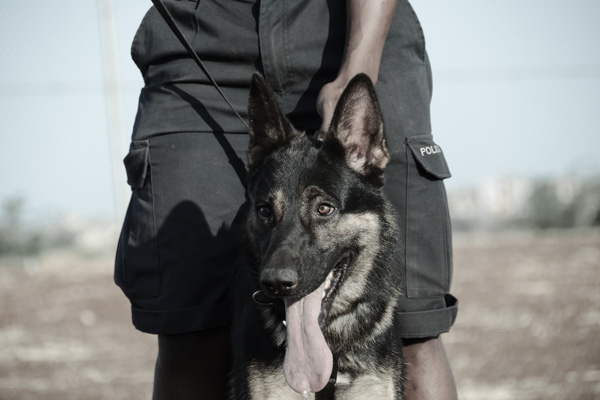 K9