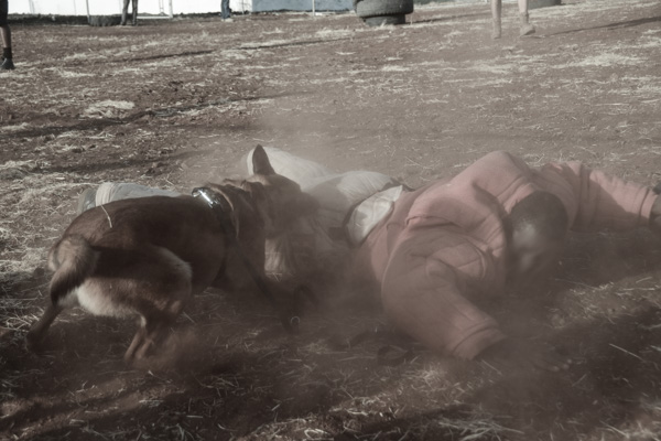 K9