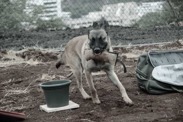 K9