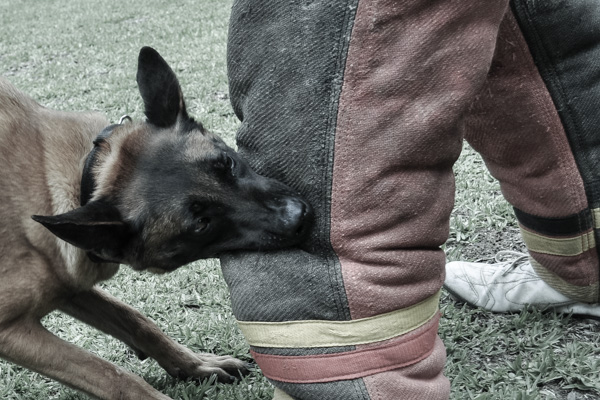 K9