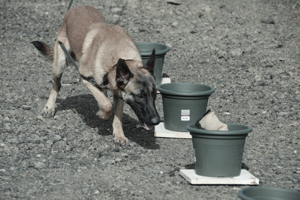 K9
